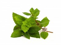 Menthol