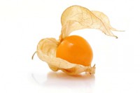 Physalis