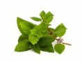 Menthol